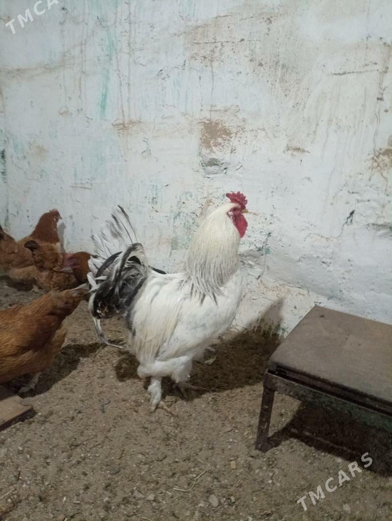 brama 1 para - Balkanabat - img 1