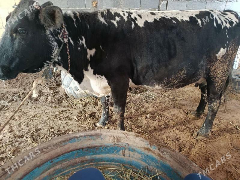 GOLELİ SYGYR TOHUM MAL - Яшлык - img 1