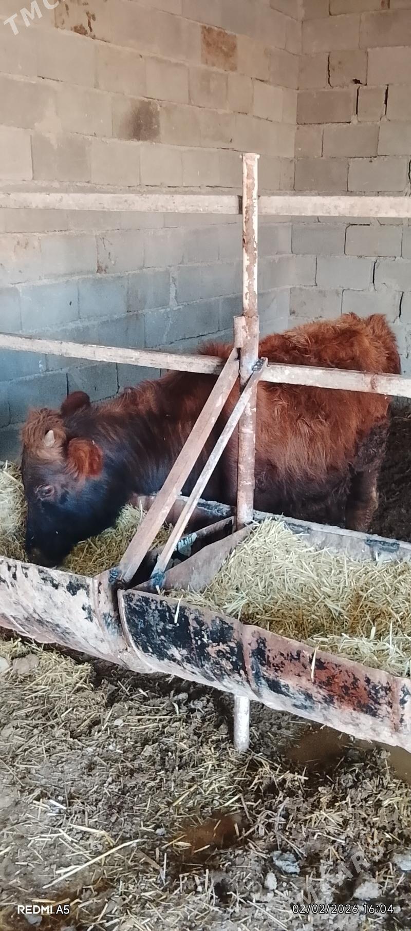 öküz - Ak bugdaý etraby - img 1