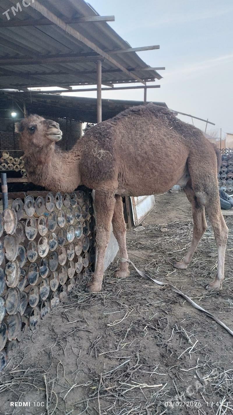 İymlenen Köşek - Мары - img 1