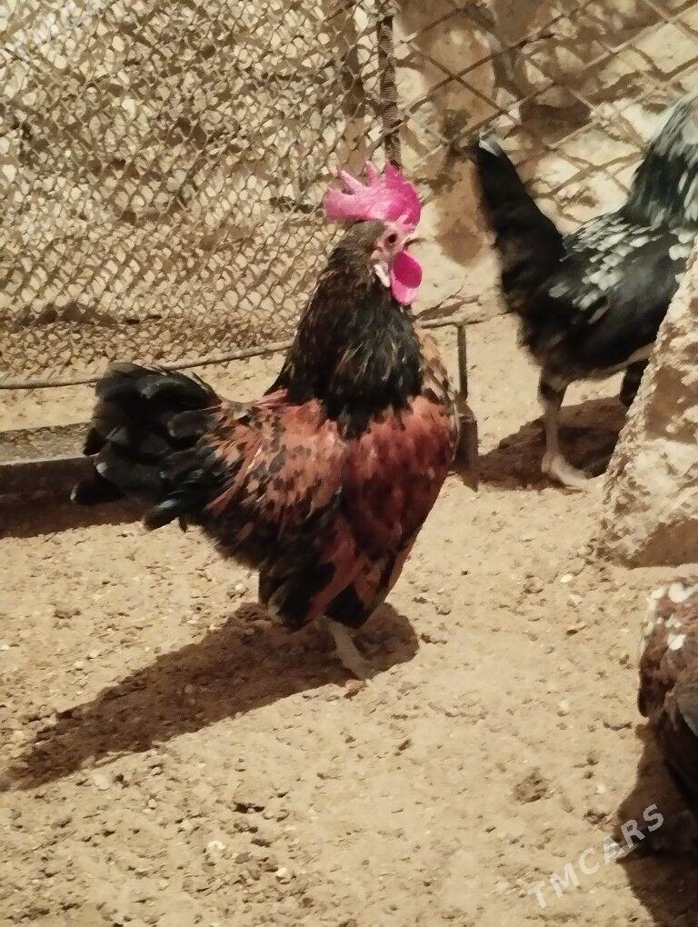 karlik prastoy - Balkanabat - img 1