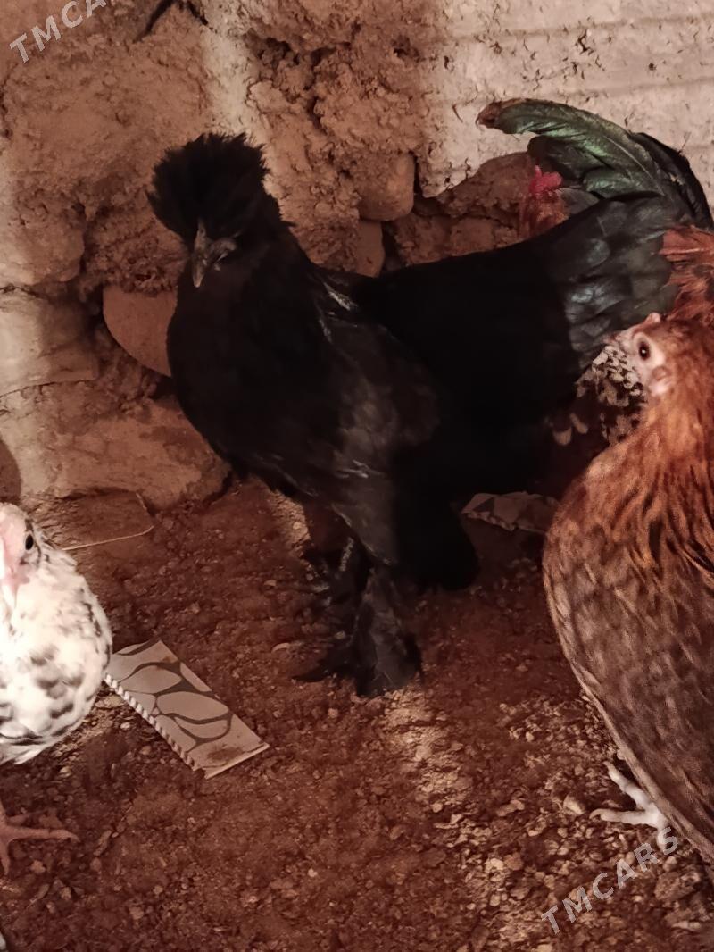 troyka karlik - Balkanabat - img 1