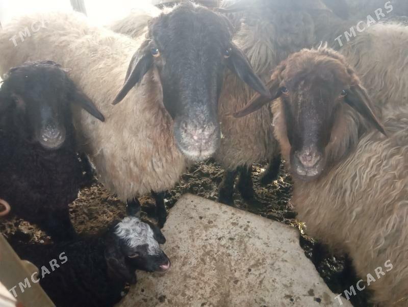 guzuly goyun - Ашхабад - img 1