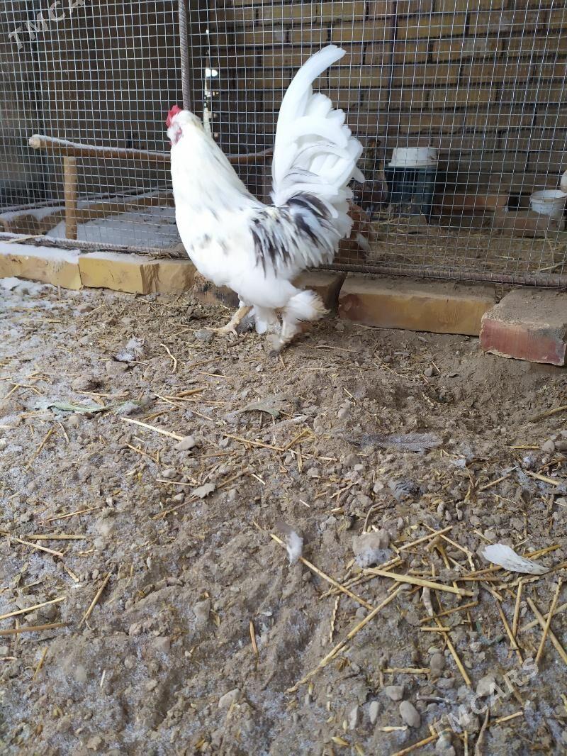 karlik horaz - Чарджоу - img 1