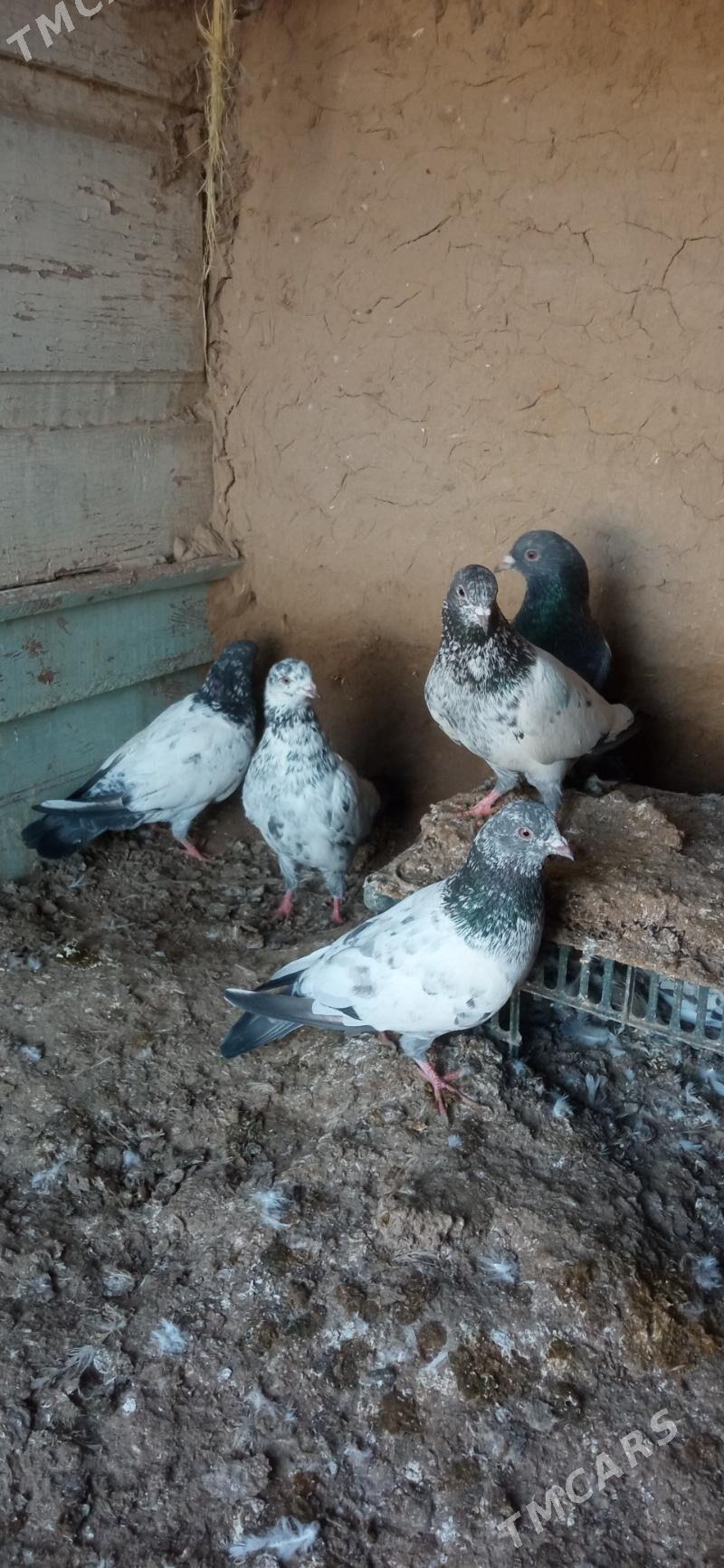 KEPDERI - Мары - img 1