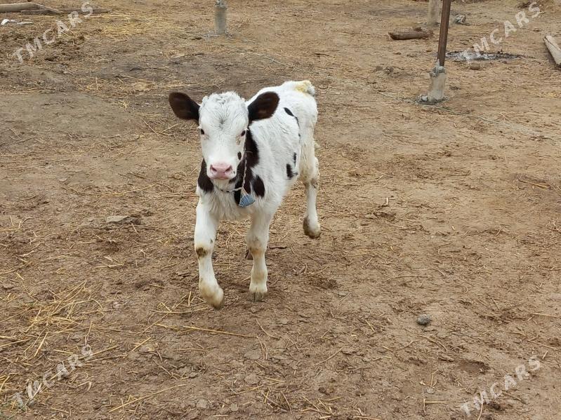 Simental Okuz - Büzmeýin - img 1