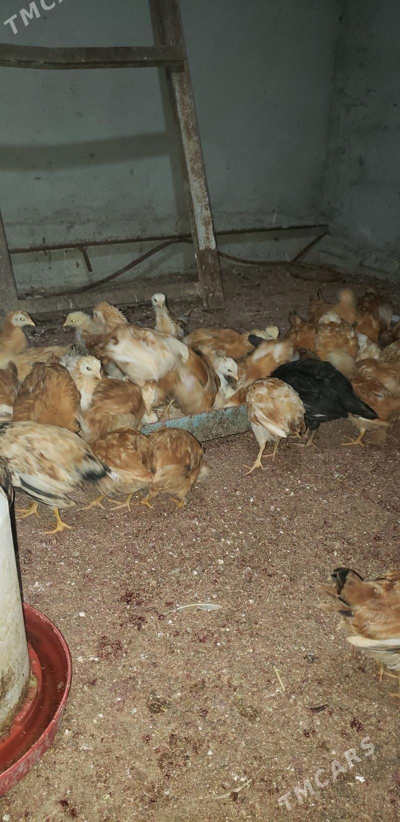 жюже - Ak bugdaý etraby - img 1