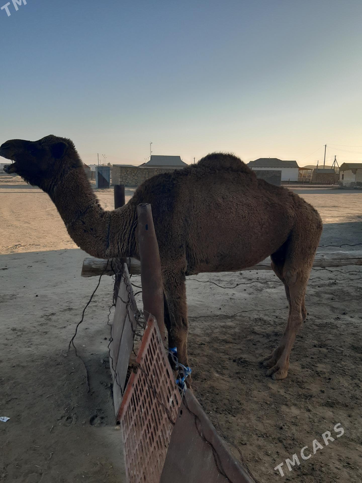 Düýe - Эсенгулы - img 1