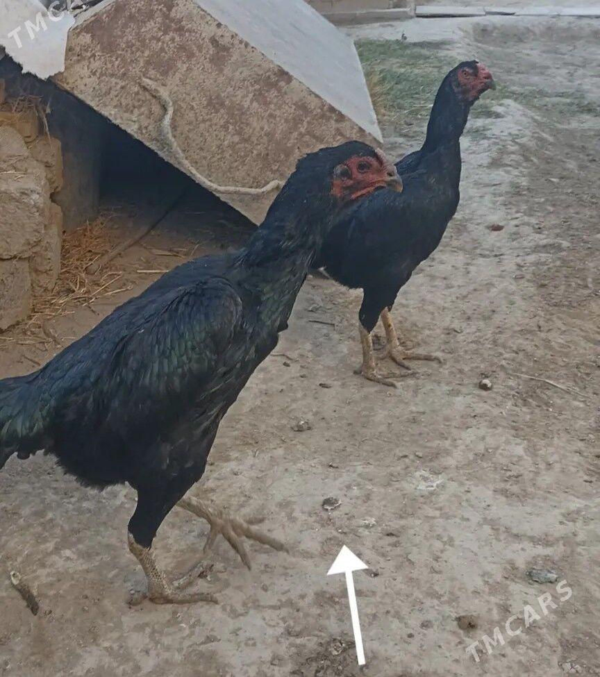 Tasgent yumurtga - Ашхабад - img 1