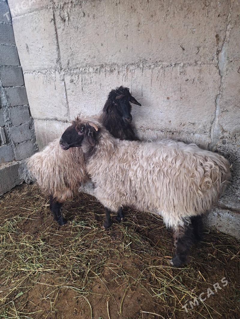 Bakylygy goyunlar - Гёкдепе - img 1