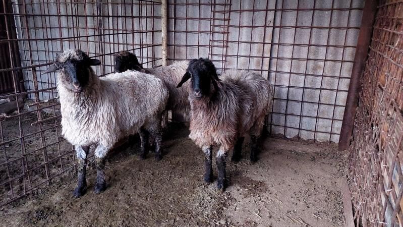 goÿun - Ашхабад - img 1