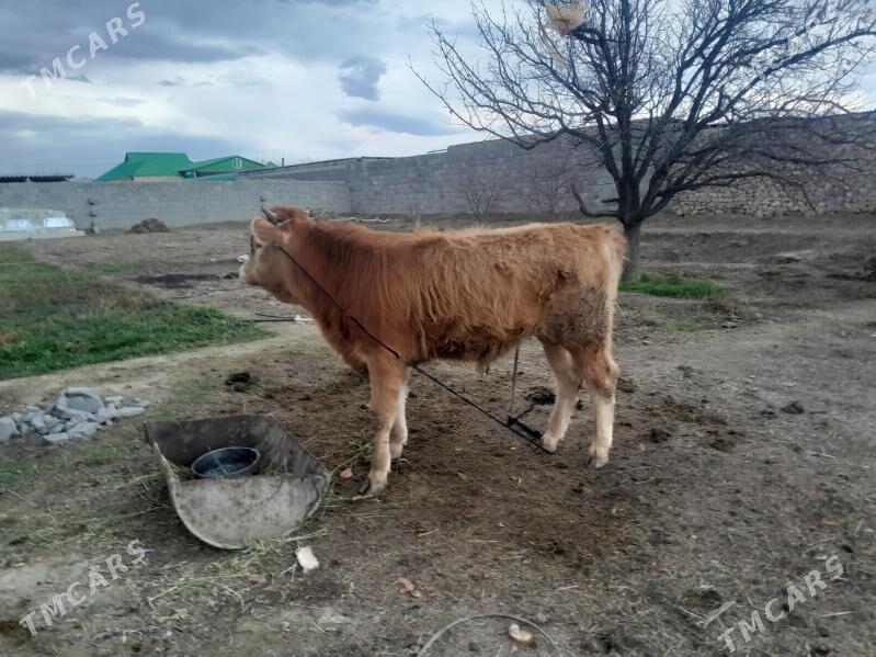 okuz - Bäherden - img 1