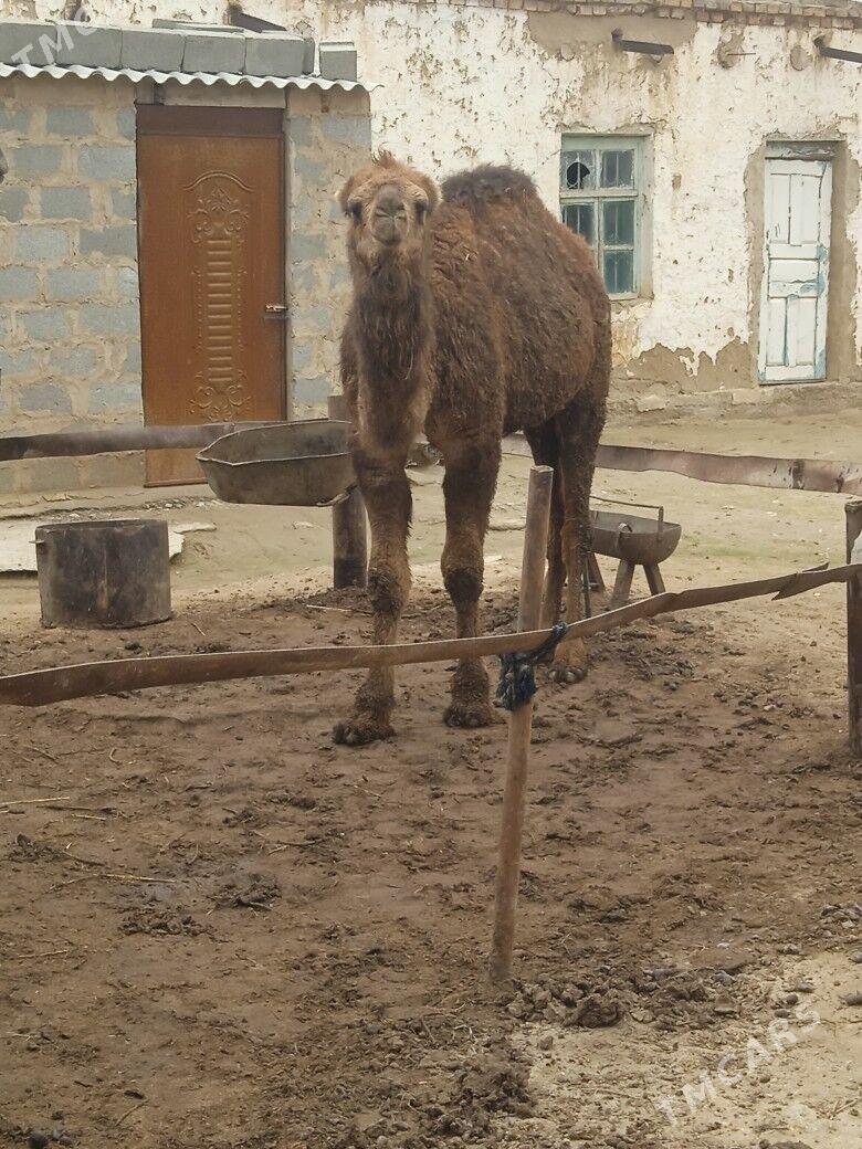 ogsuk - Гызыларбат - img 1