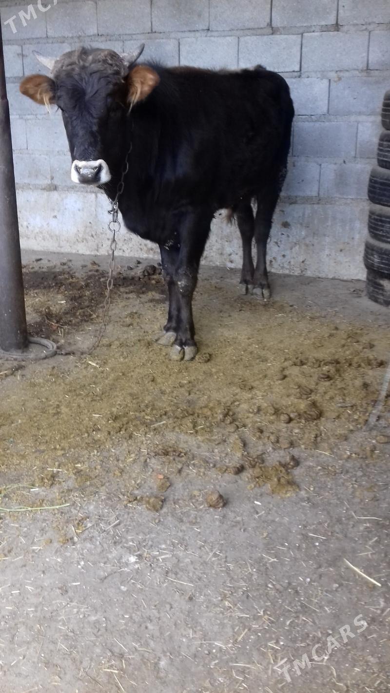 okuz - Bäherden - img 1