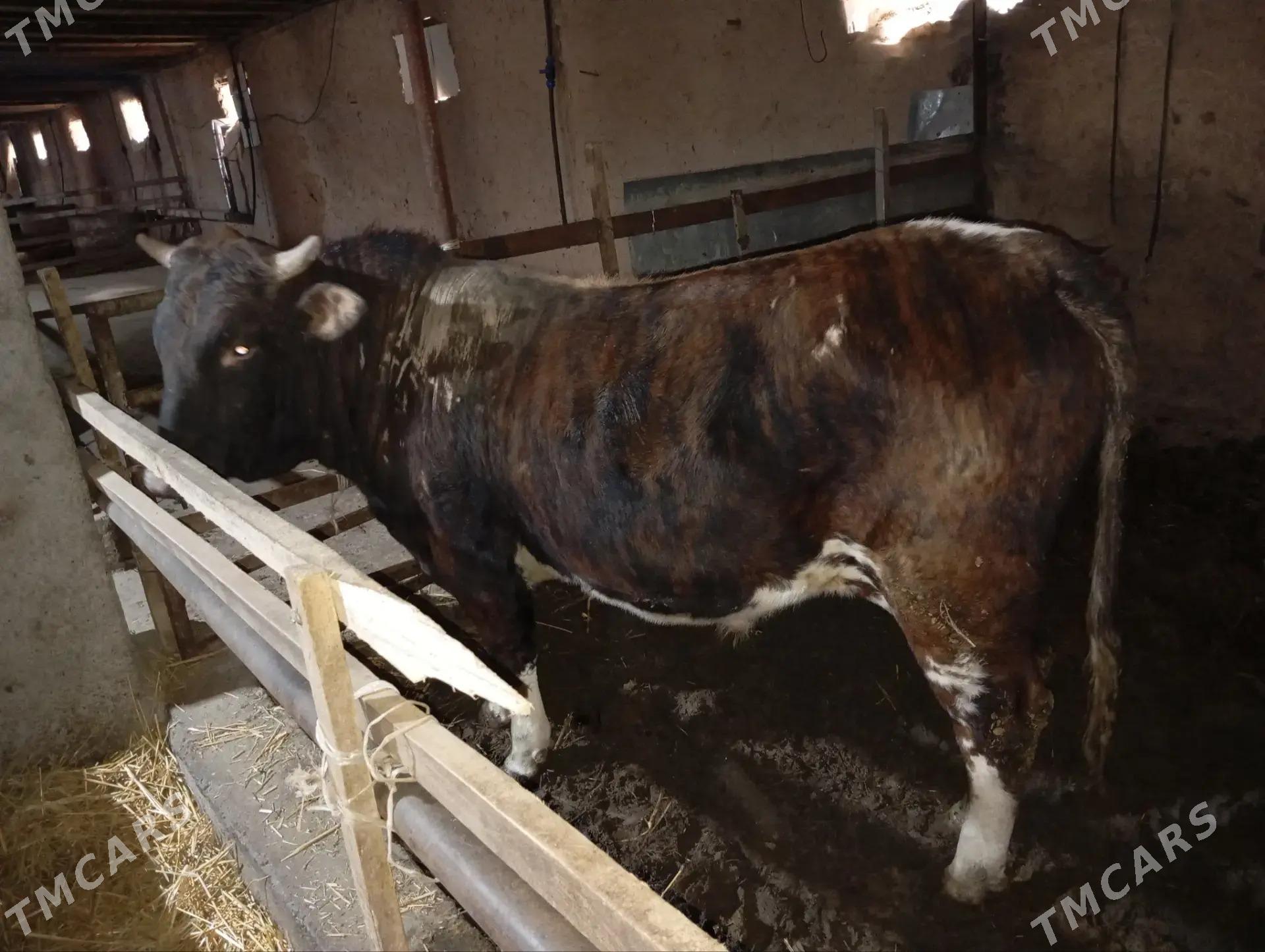 BAKYLAN OKÜZ - Magtymguly - img 1