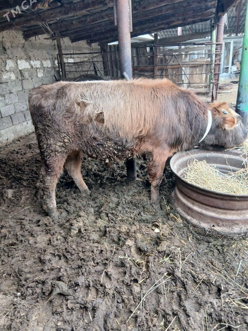 okuz - Ýaşlyk - img 1