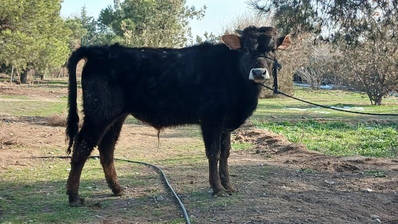 okuz - Ашхабад - img 1