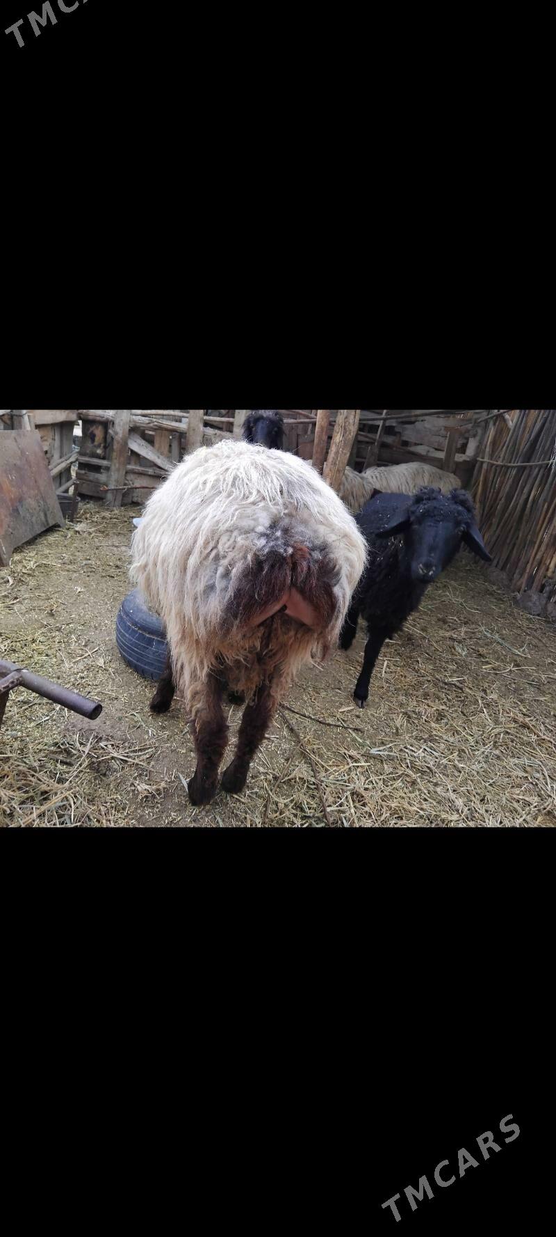 ТОКЛЫ ИШШЕК - Мары - img 1