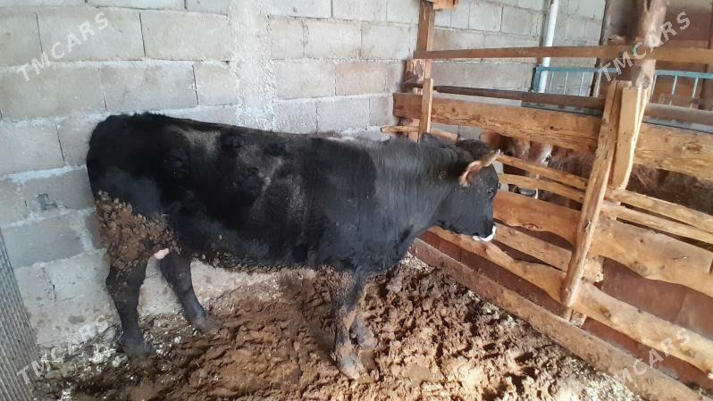 oküzler - Ак-Бугдайский этрап - img 1