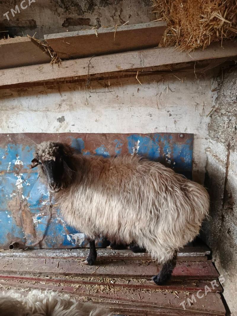 semiz goyun - Балканабат - img 1