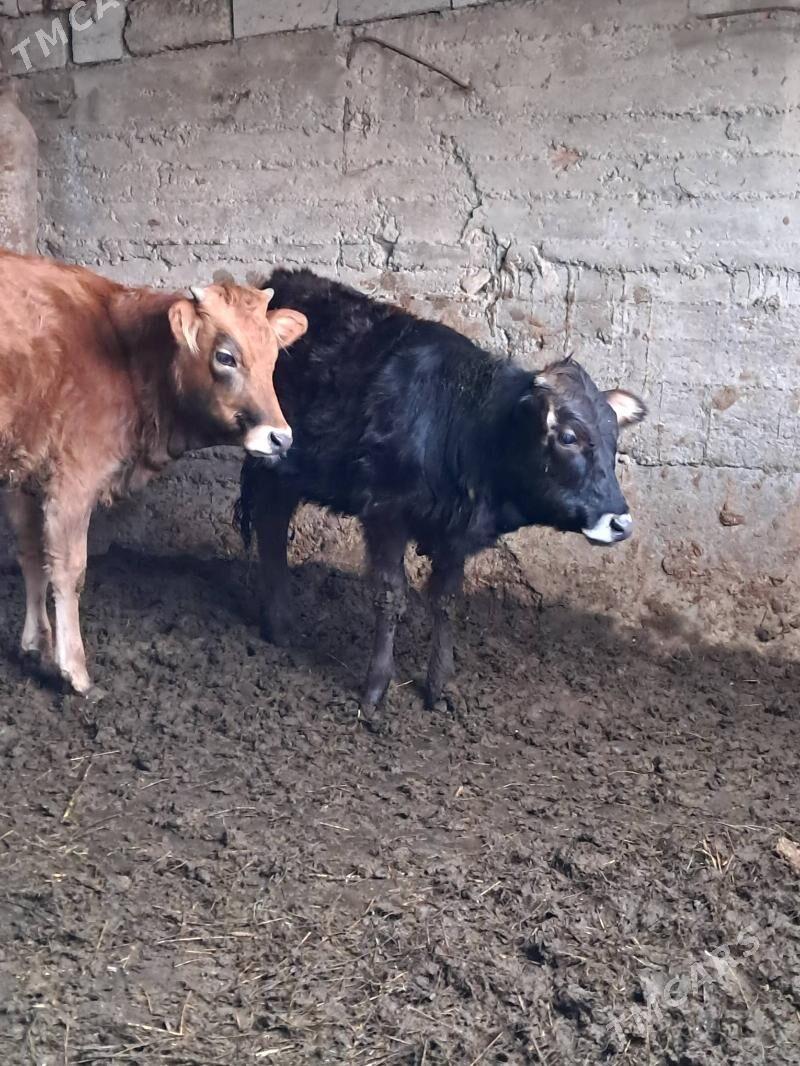 Tüwe - Гёкдепе - img 1