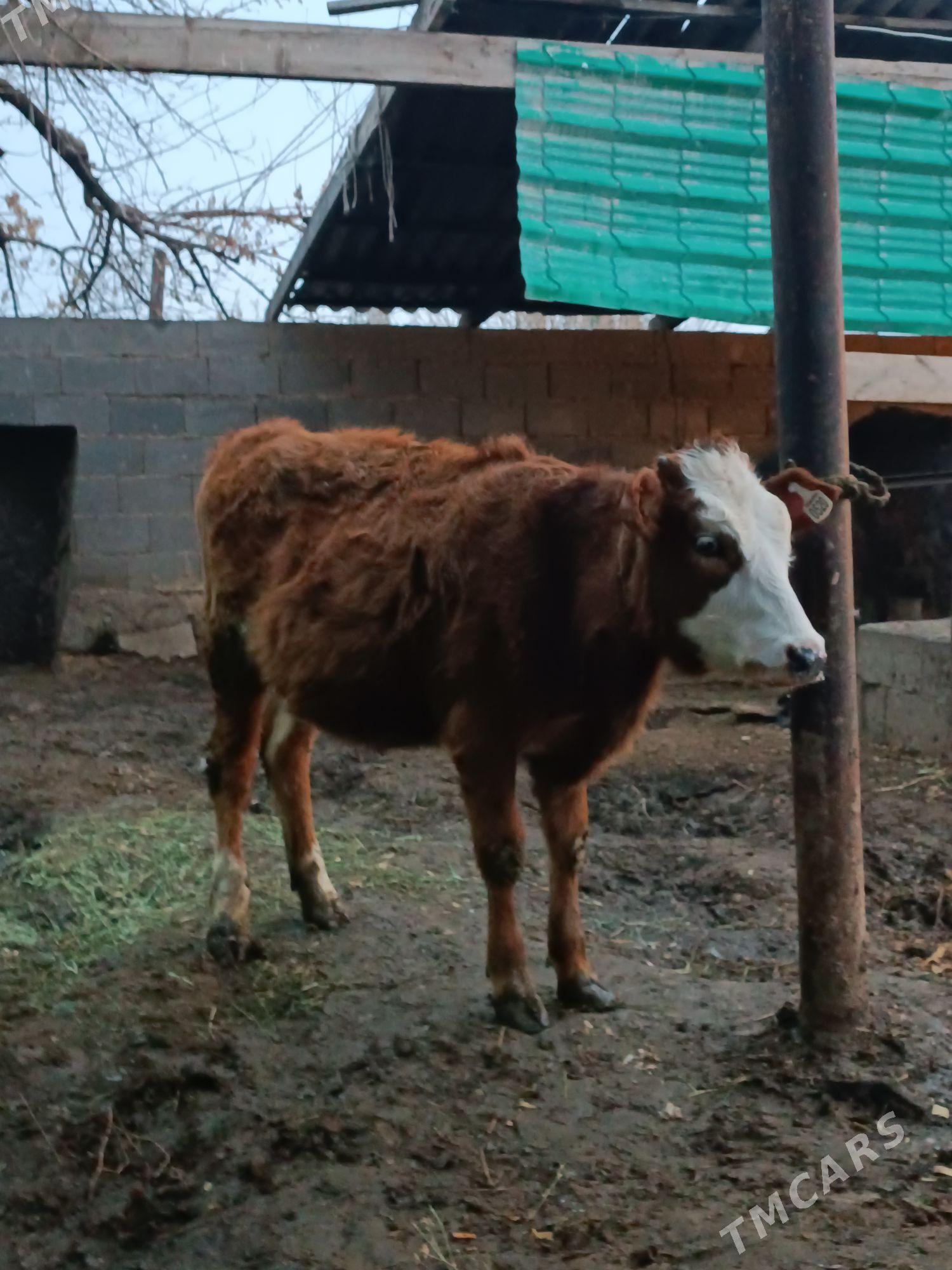 Simintal gibit tuwe - Гёкдепе - img 1