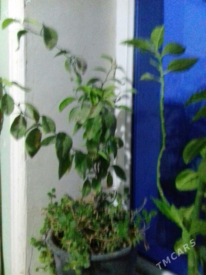 Guller - Шабатский этрап - img 1