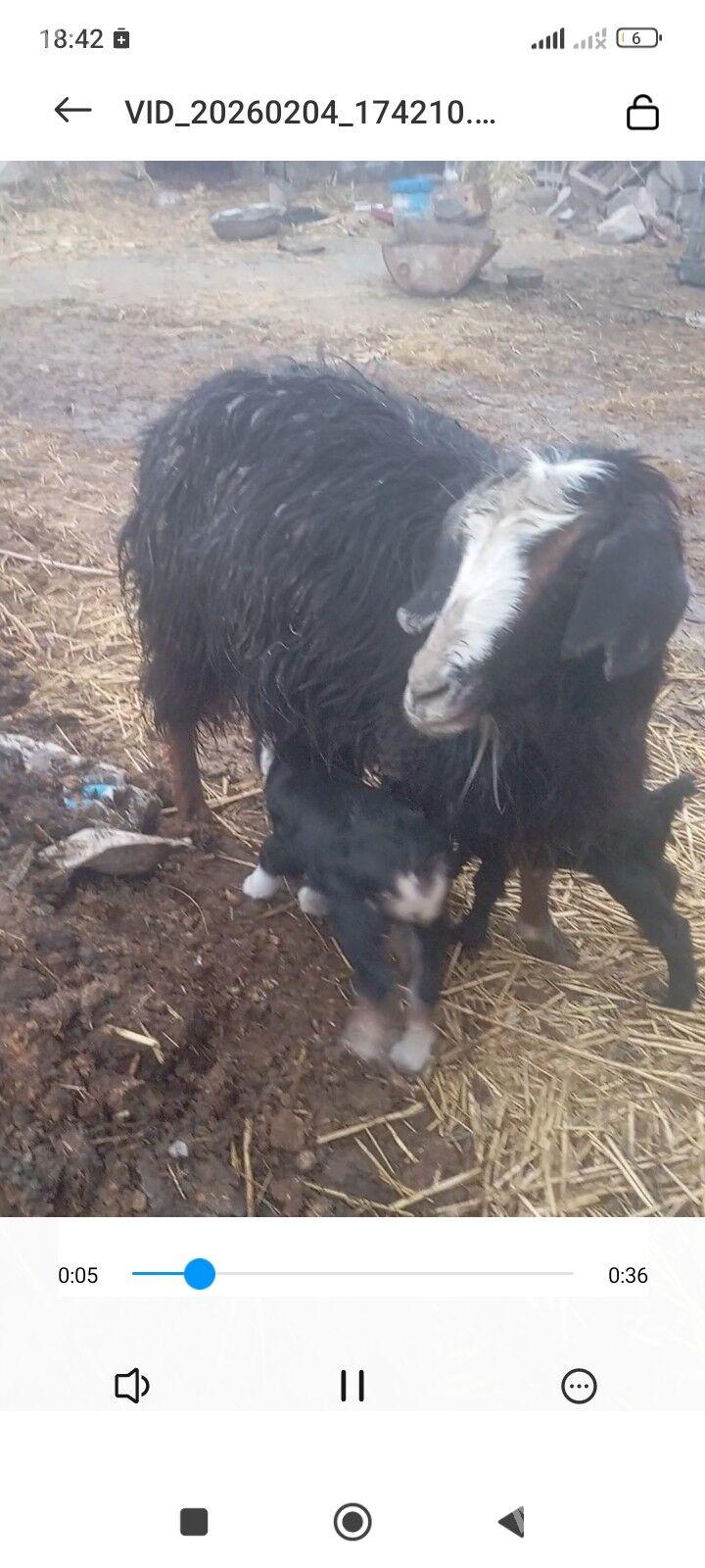 geci - Бахарден - img 1