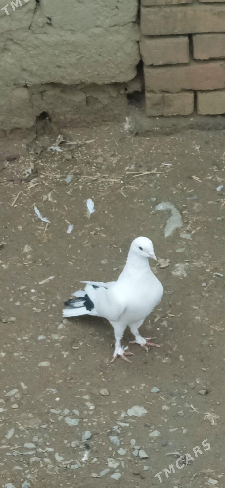 kepderi - Bäherden - img 1