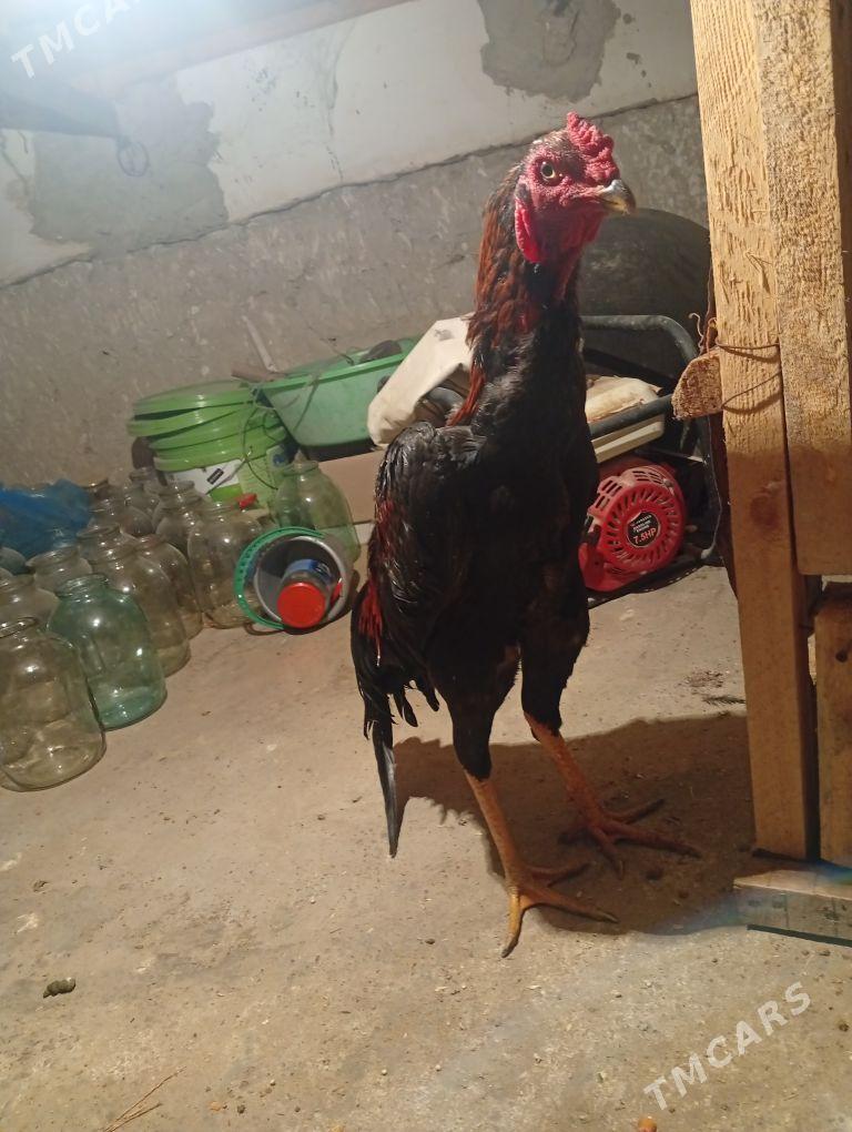 boyes horaz - Köýtendag - img 1