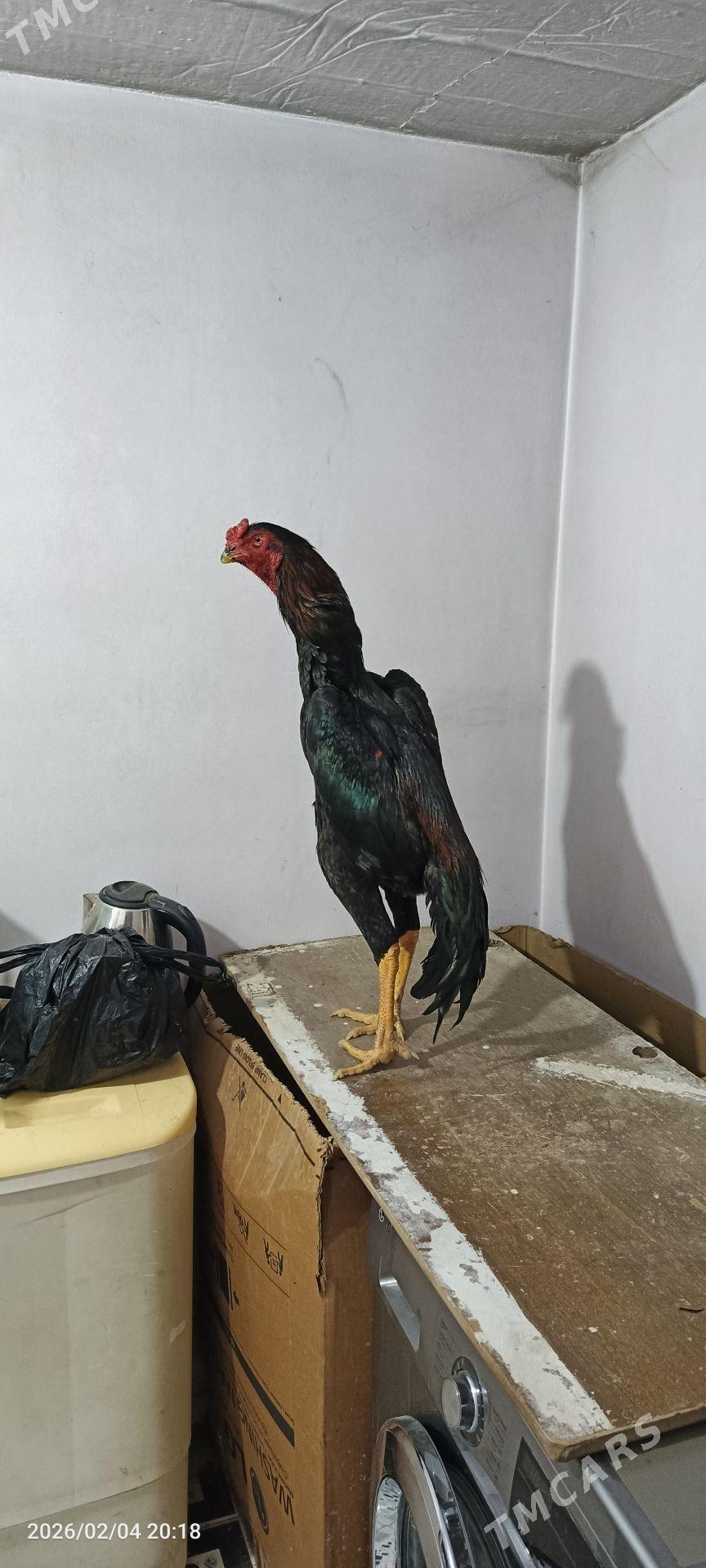 horaz - Kerki - img 1