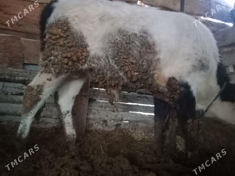 ÖKÜZ SYGYR - Бахарден - img 1