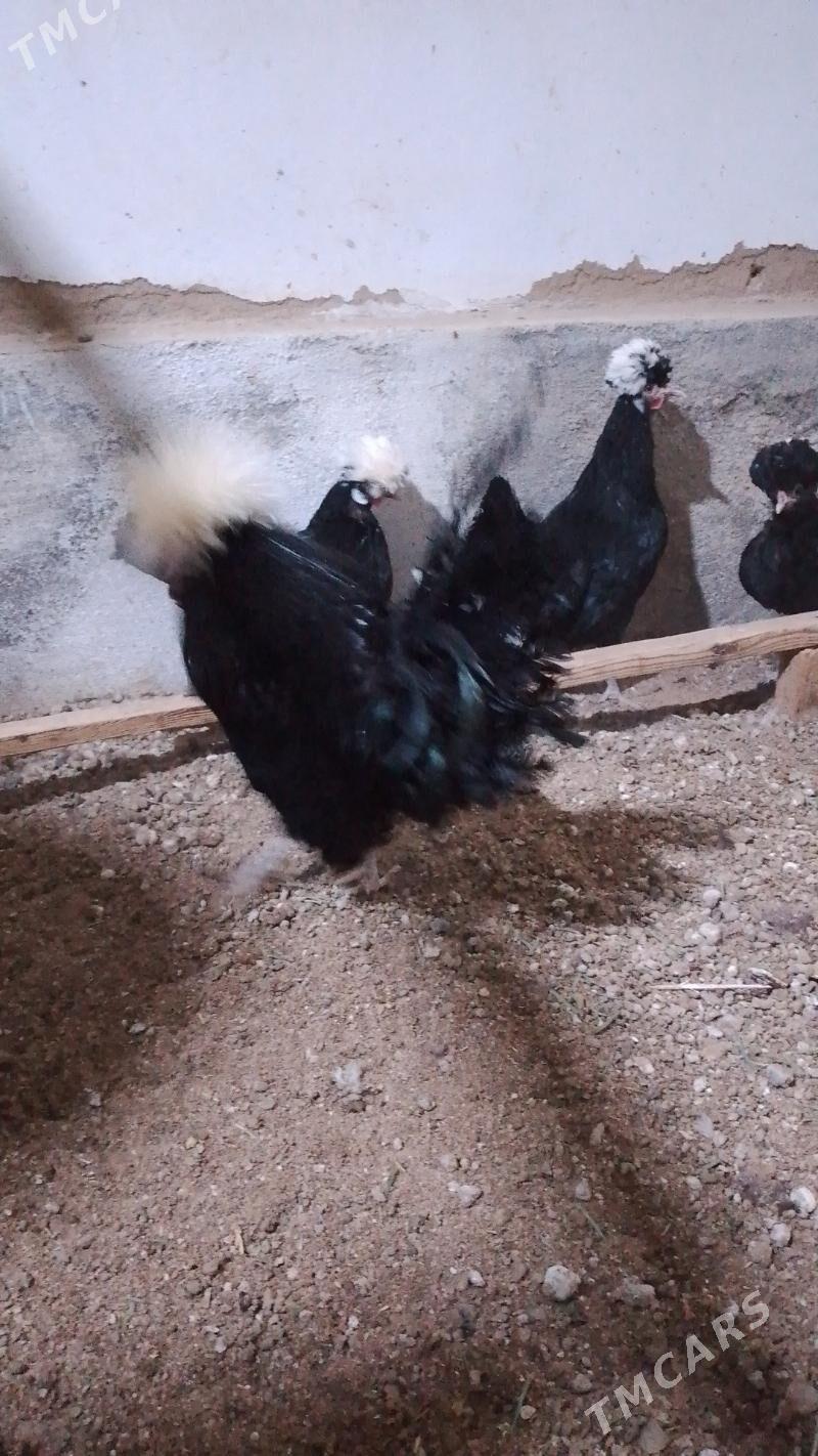 fizan tovuk - Baýramaly - img 1