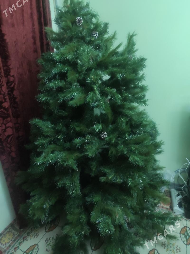 Ёлка yolka arca - Ашхабад - img 1