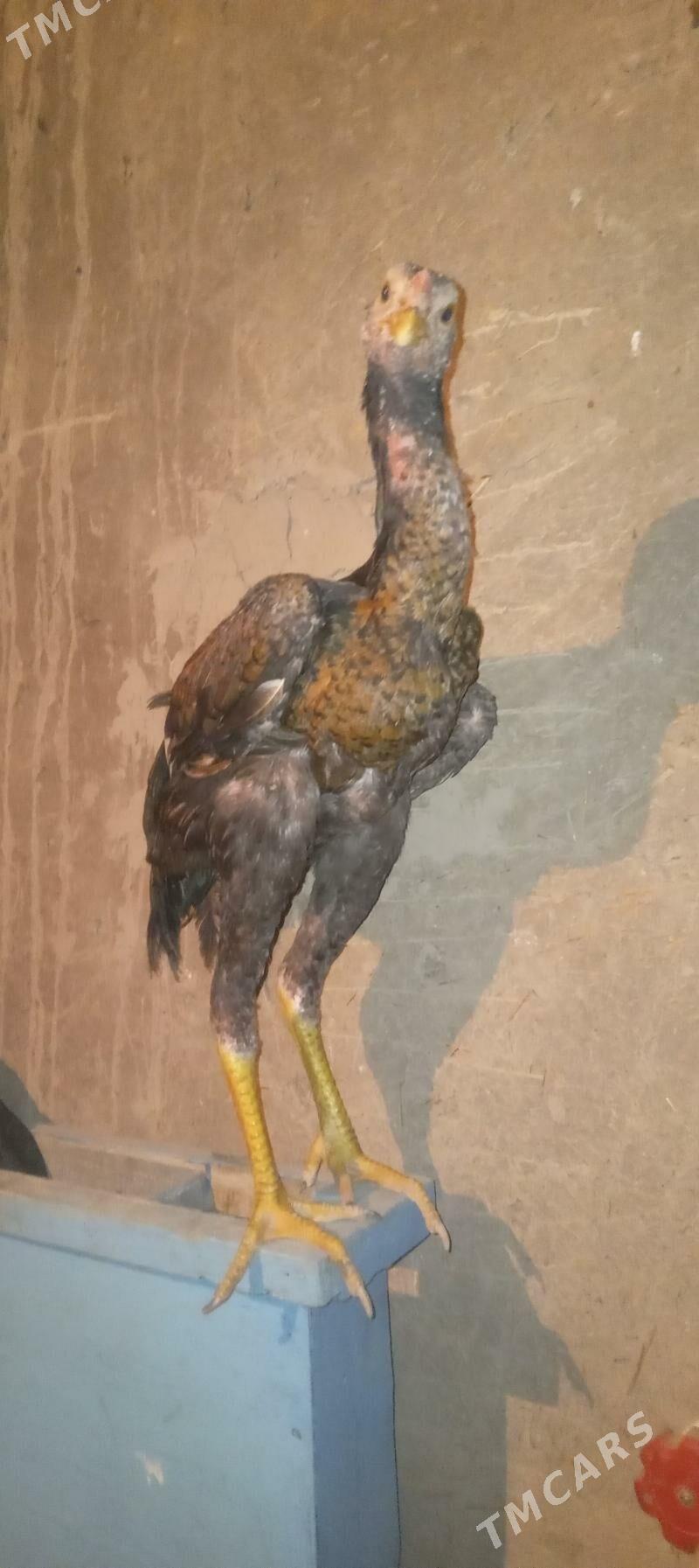 paroda jujeler - Boldumsaz - img 1