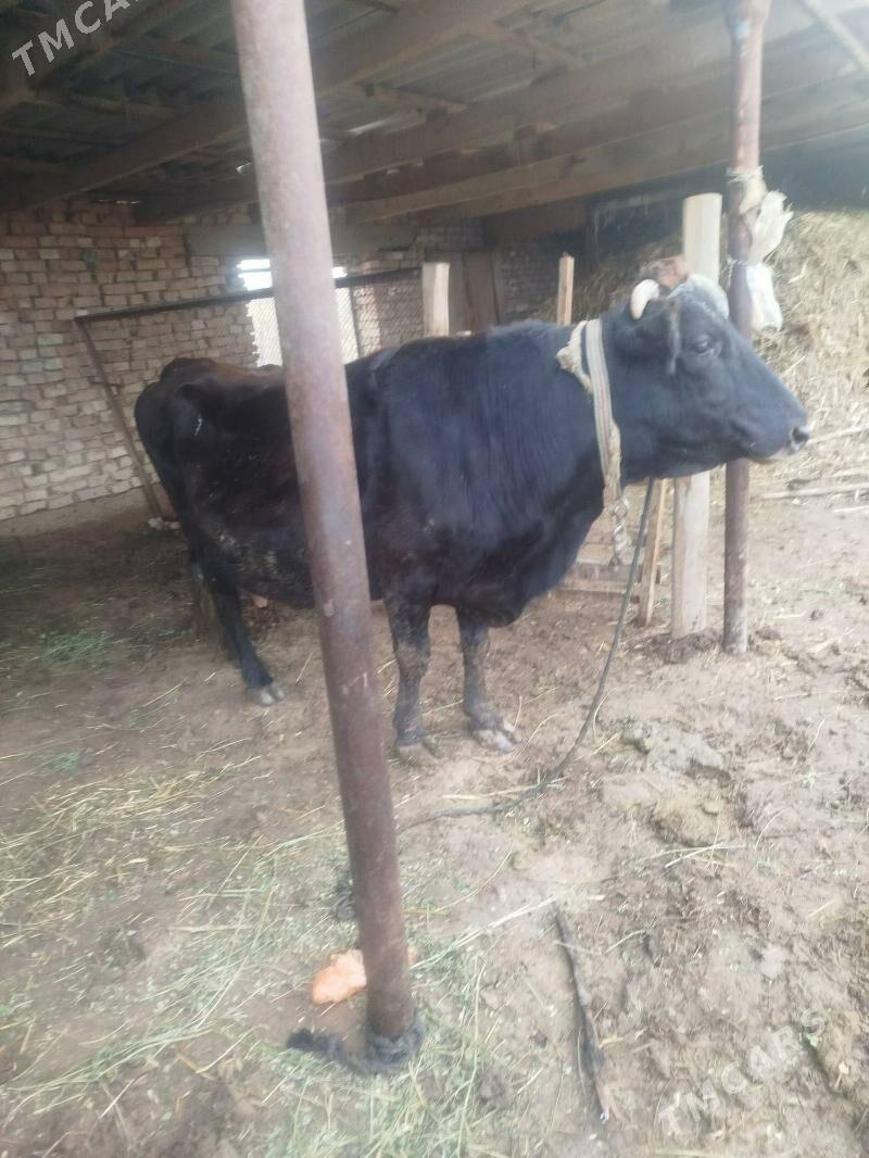 Şwes suytli  bogaz sygyr - Каракумский этрап - img 1