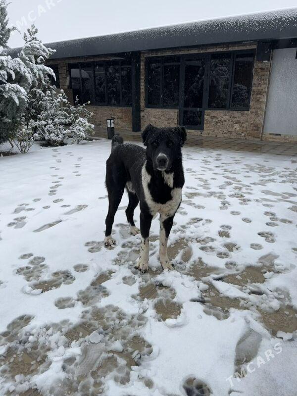 Alabaý Garahan - Çoganly - img 1