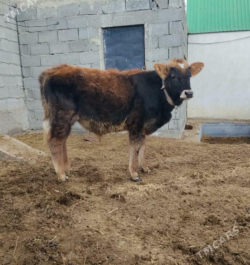 SIWES OKUZ - Бахарден - img 1