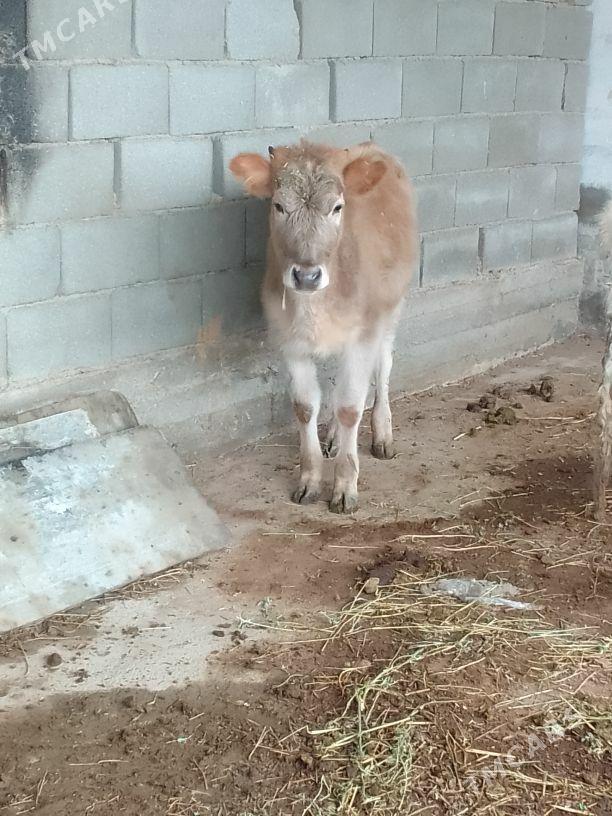 tuwe - Gökdepe - img 1