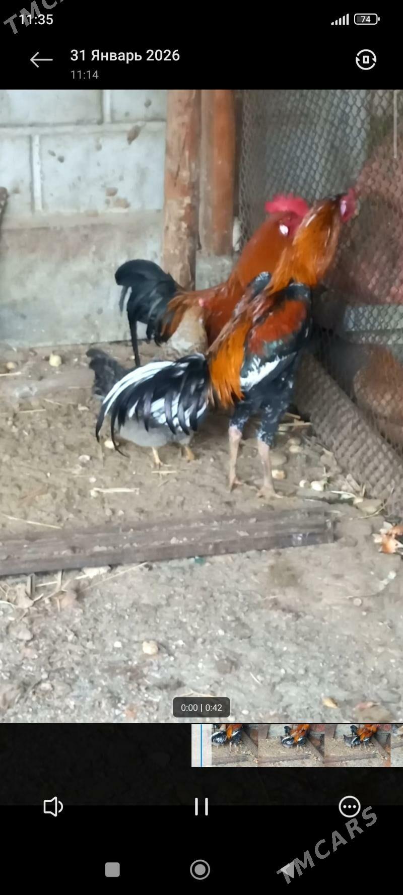 Taşkent - Бузмеин - img 1