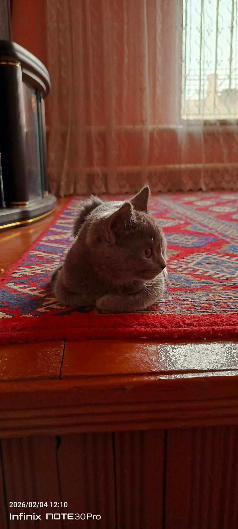 британская - Türkmenabat - img 1