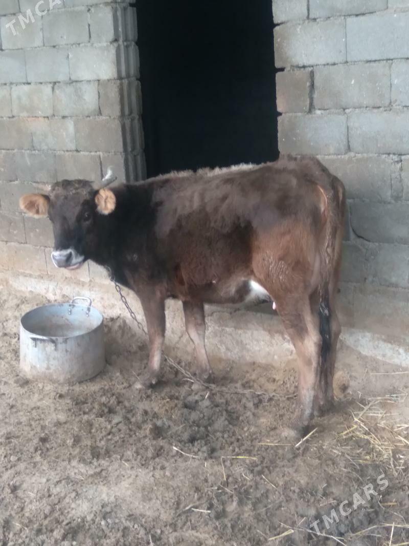 Sygyr göleli - Gökdepe - img 1