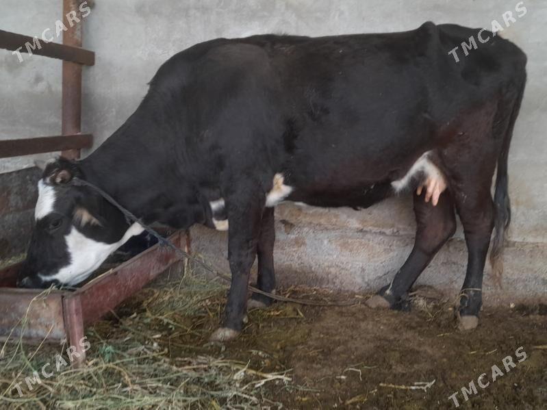 Gibrit bogaz sygyr - Aşgabat - img 1