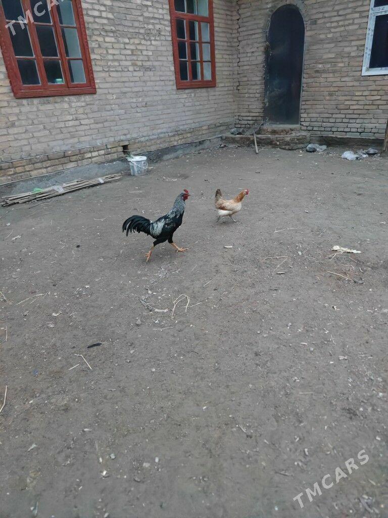 horaz - Туркменабат - img 1