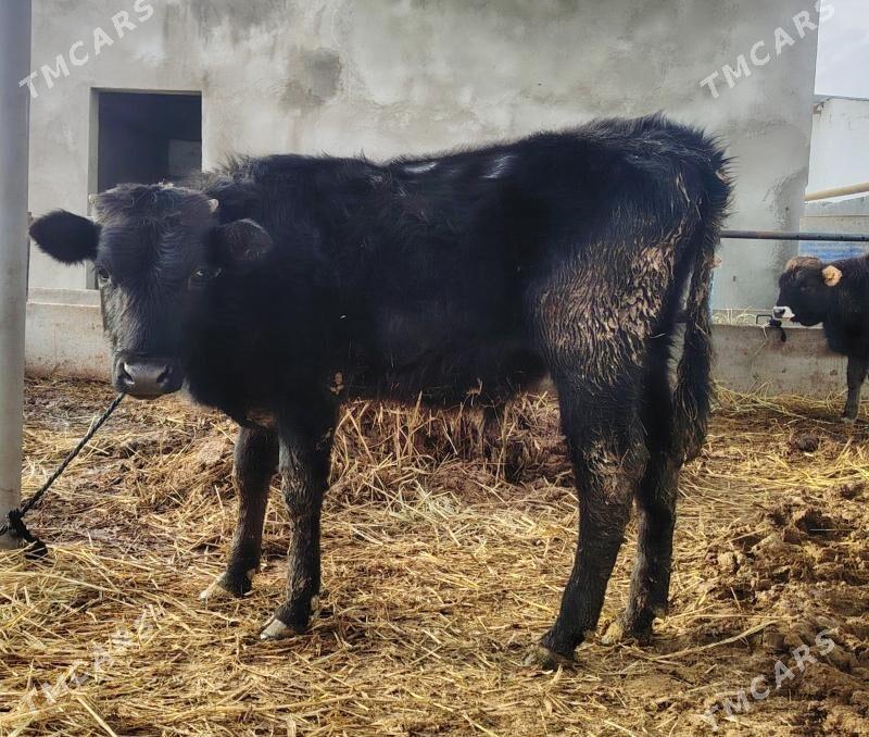 Okuz gibrit - Gökdepe - img 1