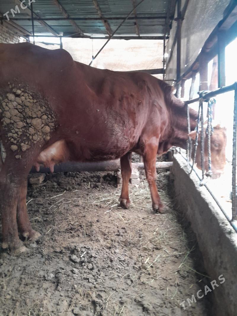 Göleli sygyr - Aşgabat - img 1