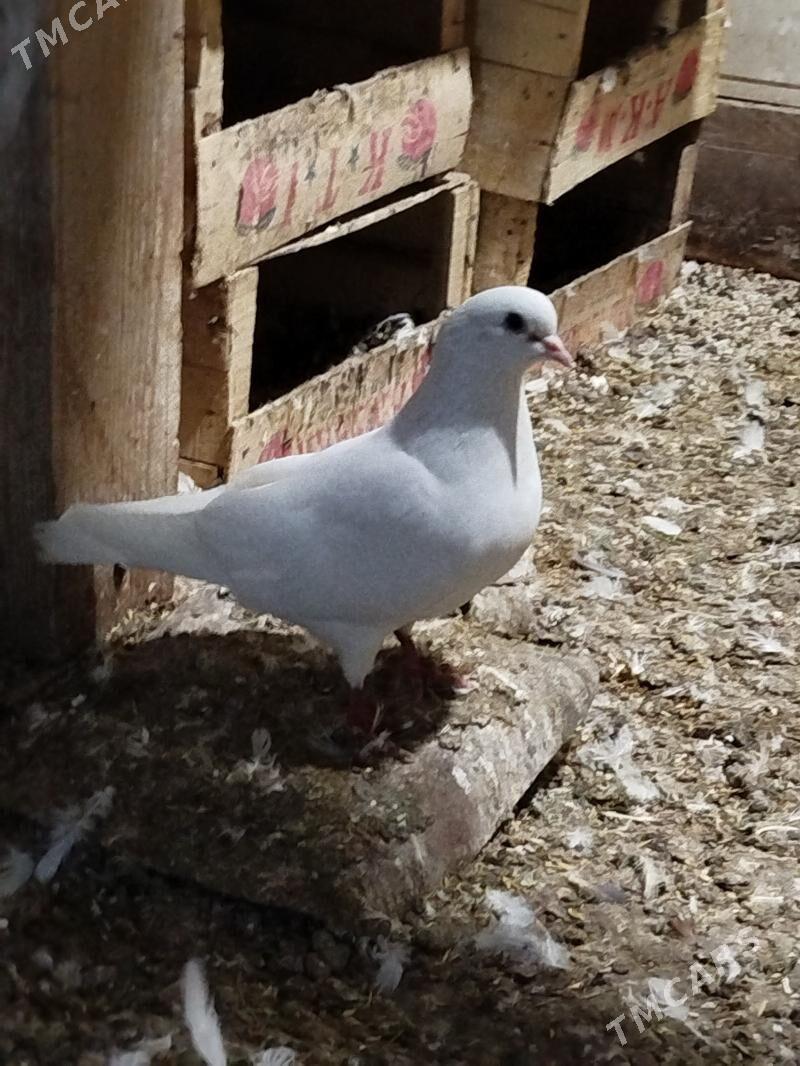 kepderi - Ашхабад - img 1