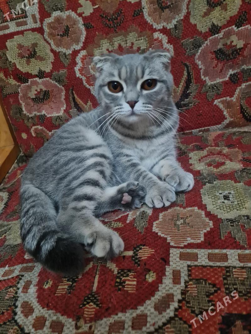 şatlanski şinşilla - Туркменабат - img 1