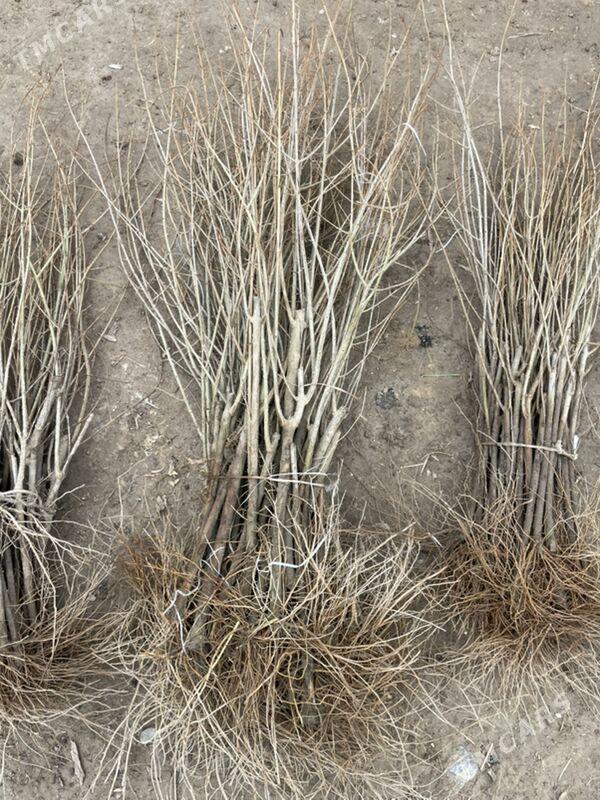 nar stil - Багир - img 1