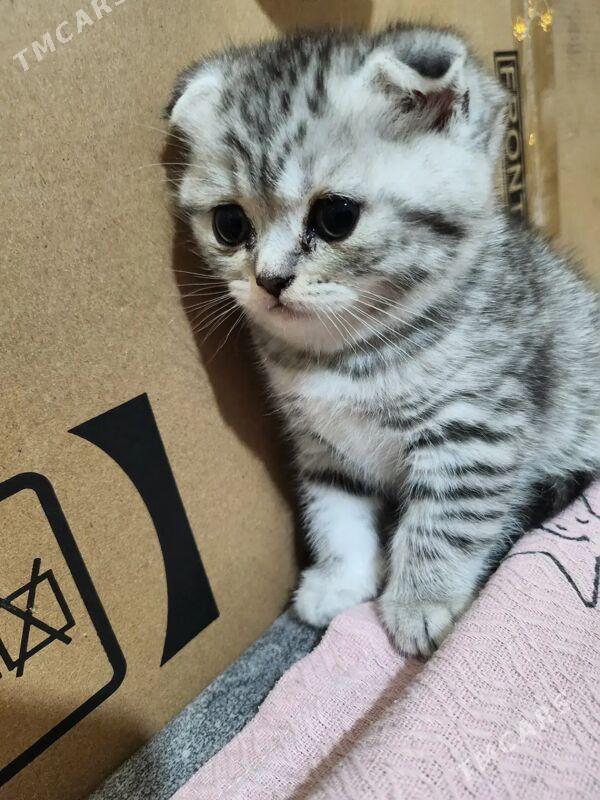 котики - Aşgabat - img 1